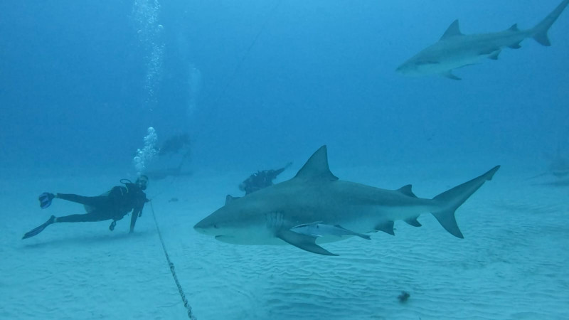 La pesca destructiva de tiburones continúa en RD, advierte bióloga marina